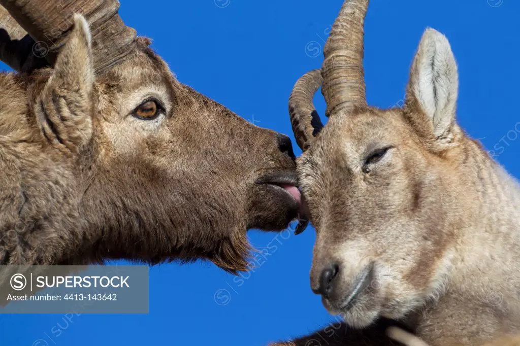 Couple of Alpine Ibex in rut Valais Switzerland