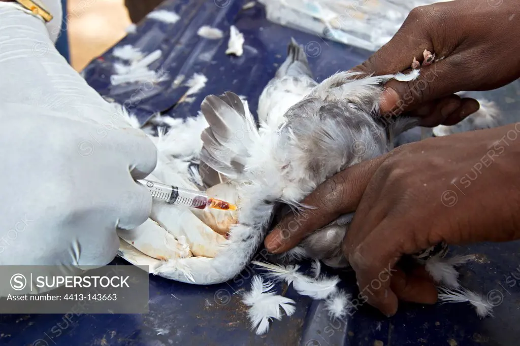 Research on avian influenza in a backyard Mali