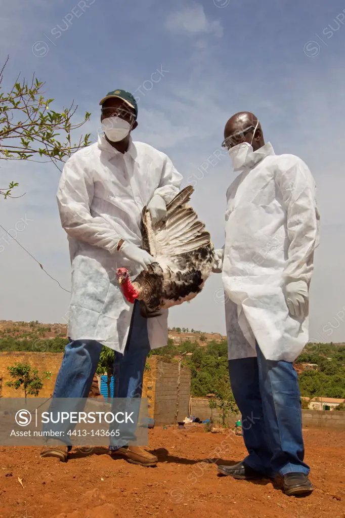 Research on avian influenza in a backyard Mali