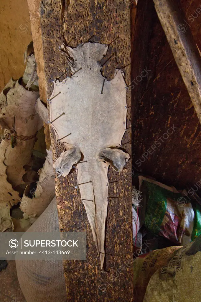 Lizard skin on a stall Bamako Mali
