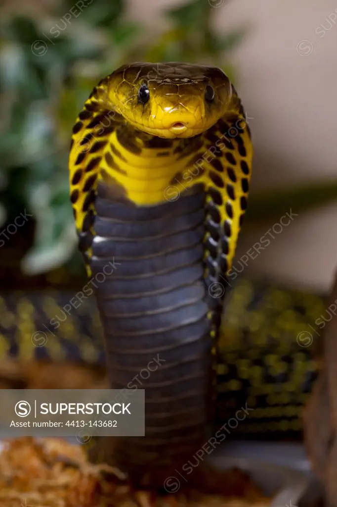 Portrait of Mozambique spitting cobra