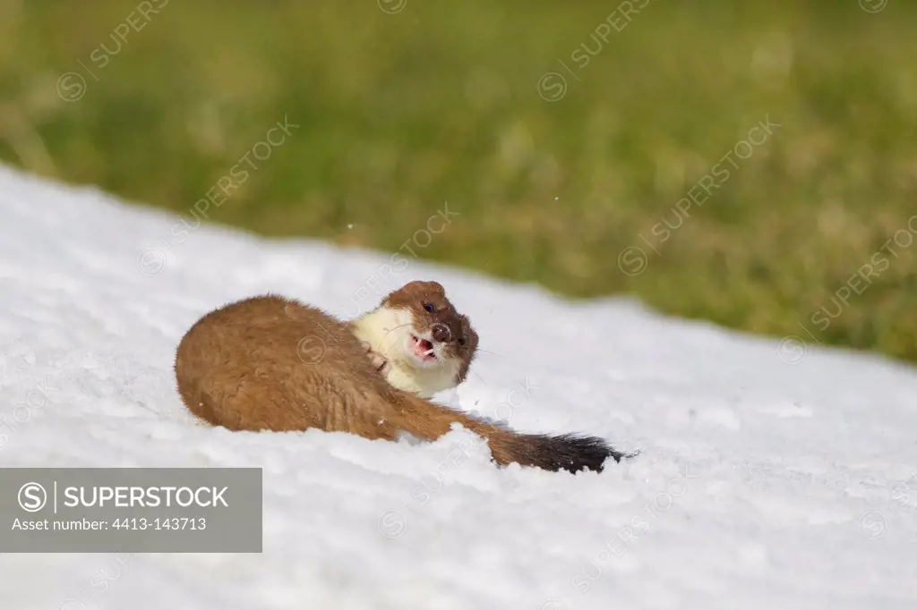 Young Hermine playing in the first snow Swiss Alps