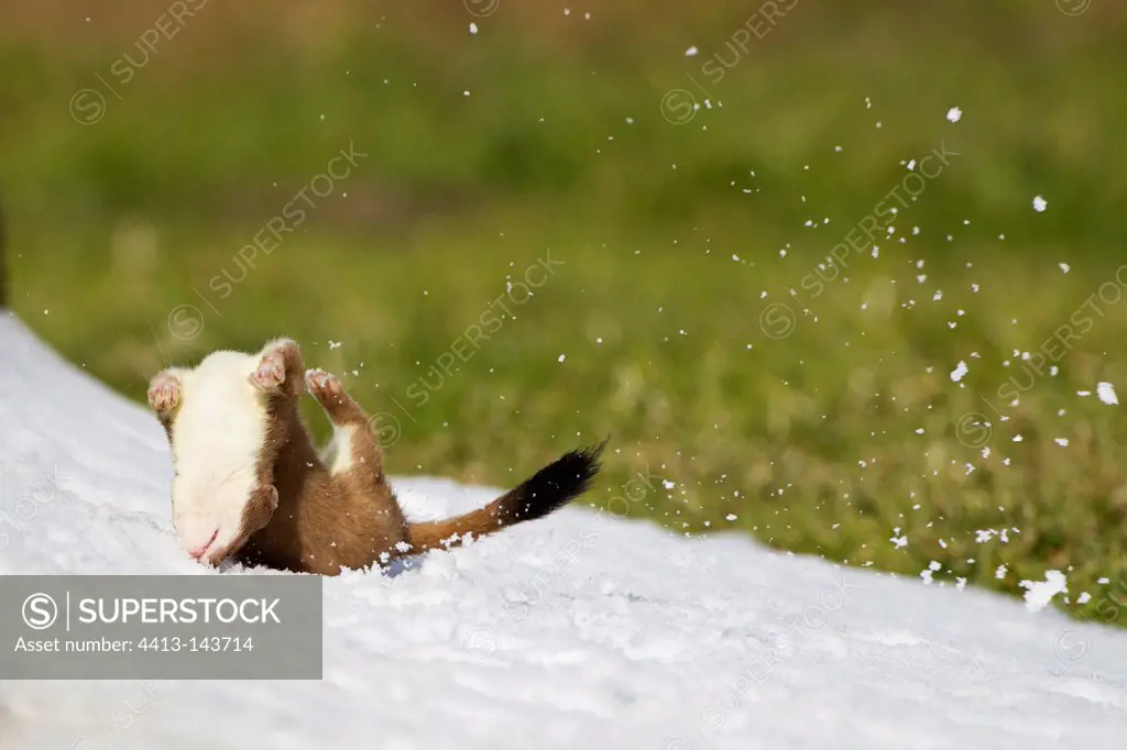 Young Hermine playing in the first snow Swiss Alps