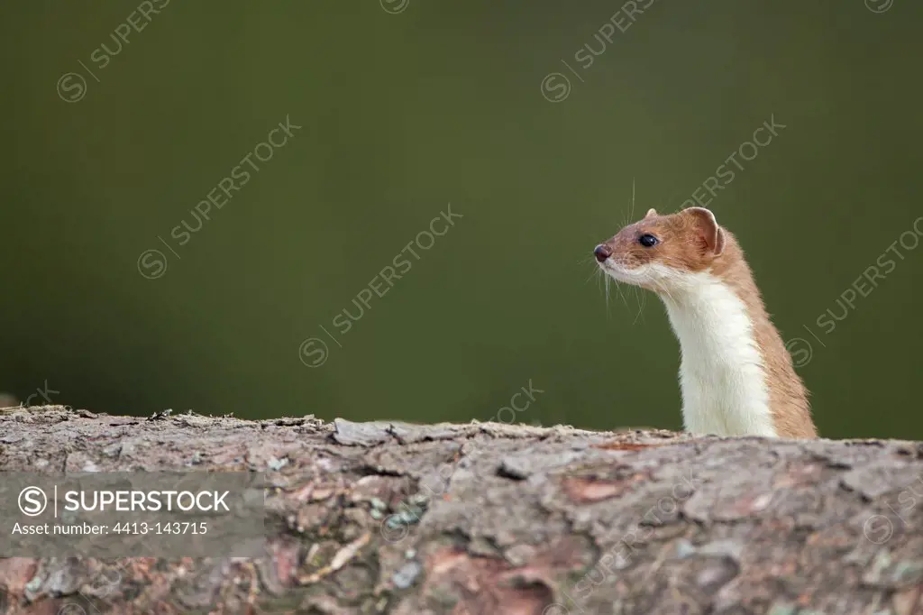 Young Ermine on a log cut Swiss Alps