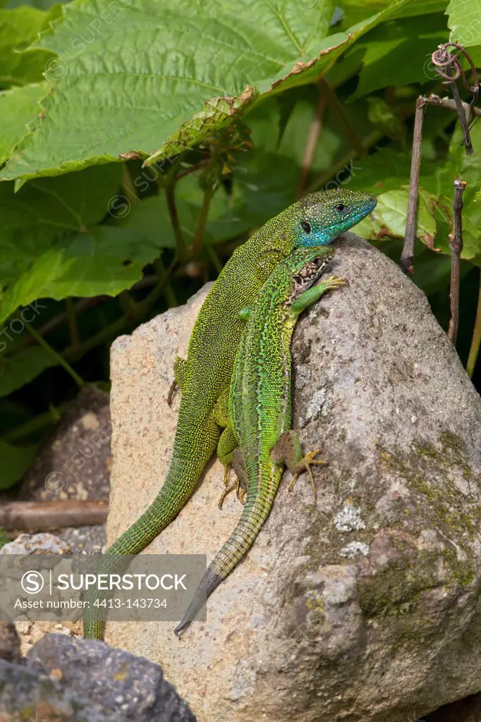 Couple of green lizard on a rock in the Vineyards Hungary