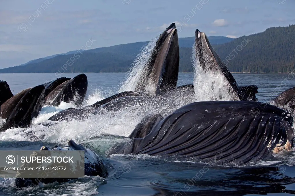 Feeding behavior in groups of humpback whales Humpback whale