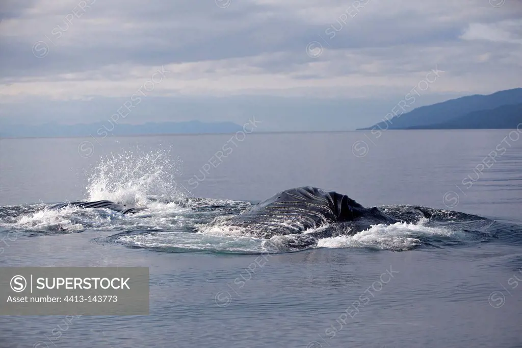 Humpback whale in surface feeding Alaska