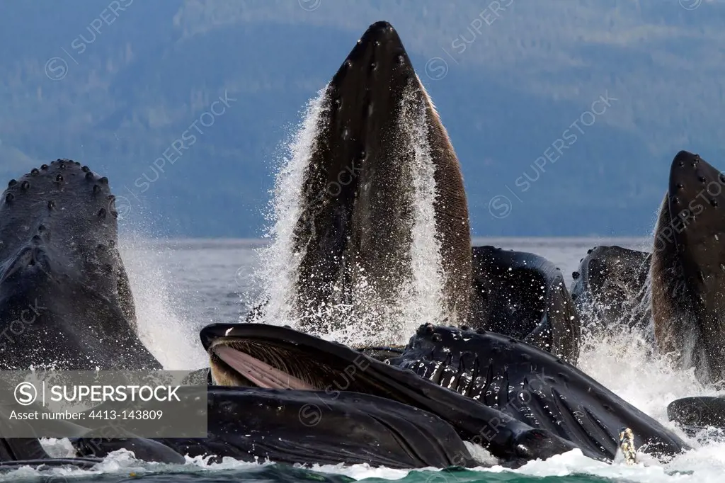Humpback whales in the south-western Alaska