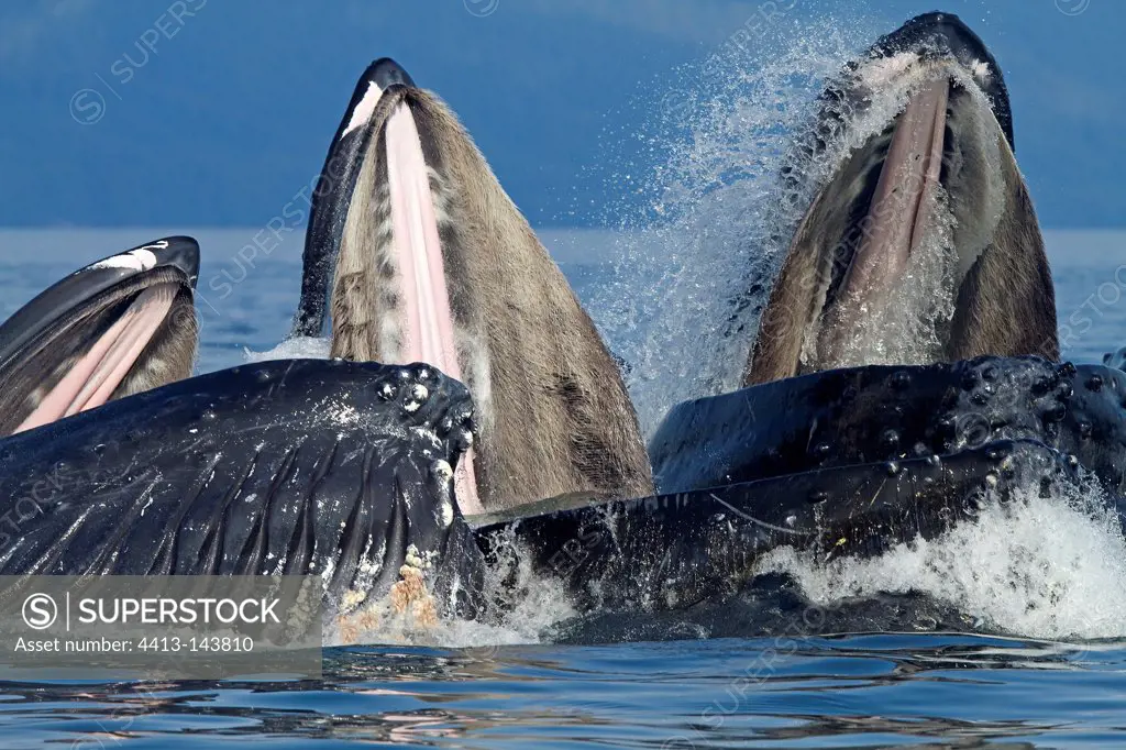 Feeding behavior of humpback whales Alaska