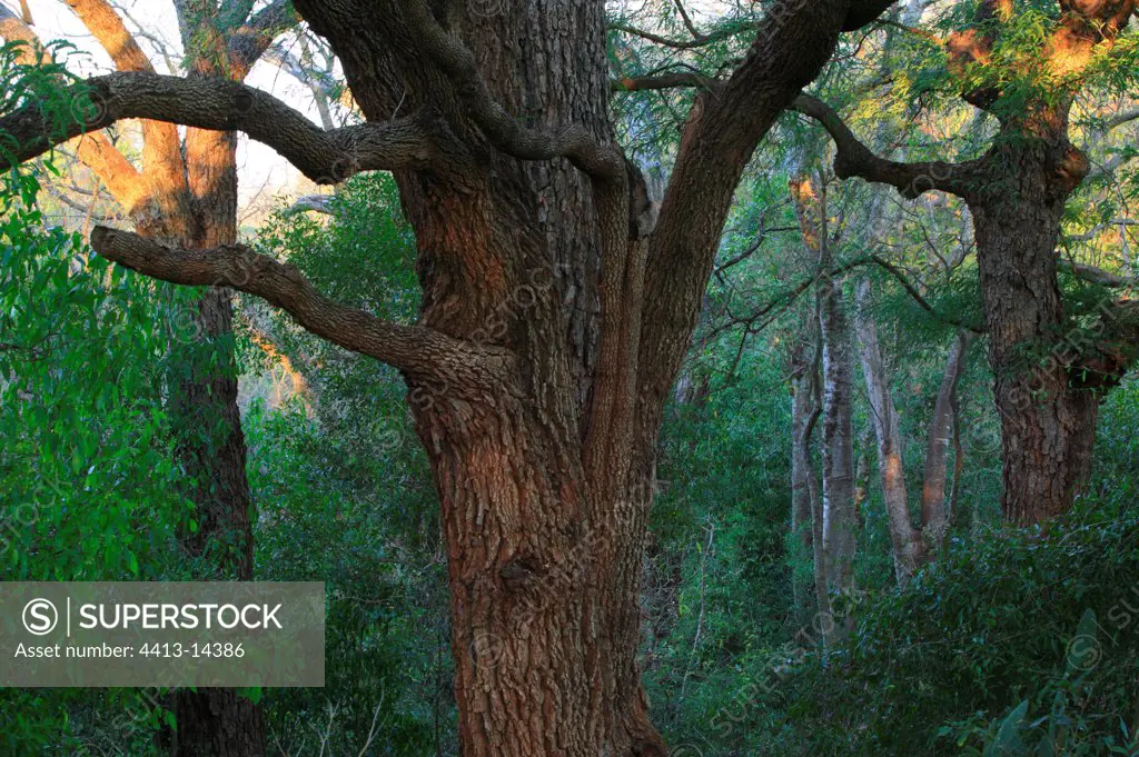 Tamarin tree Berenty Madagascar