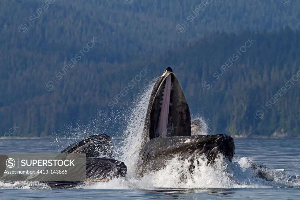 Bubble net feeding of Humpback whales in Alaska
