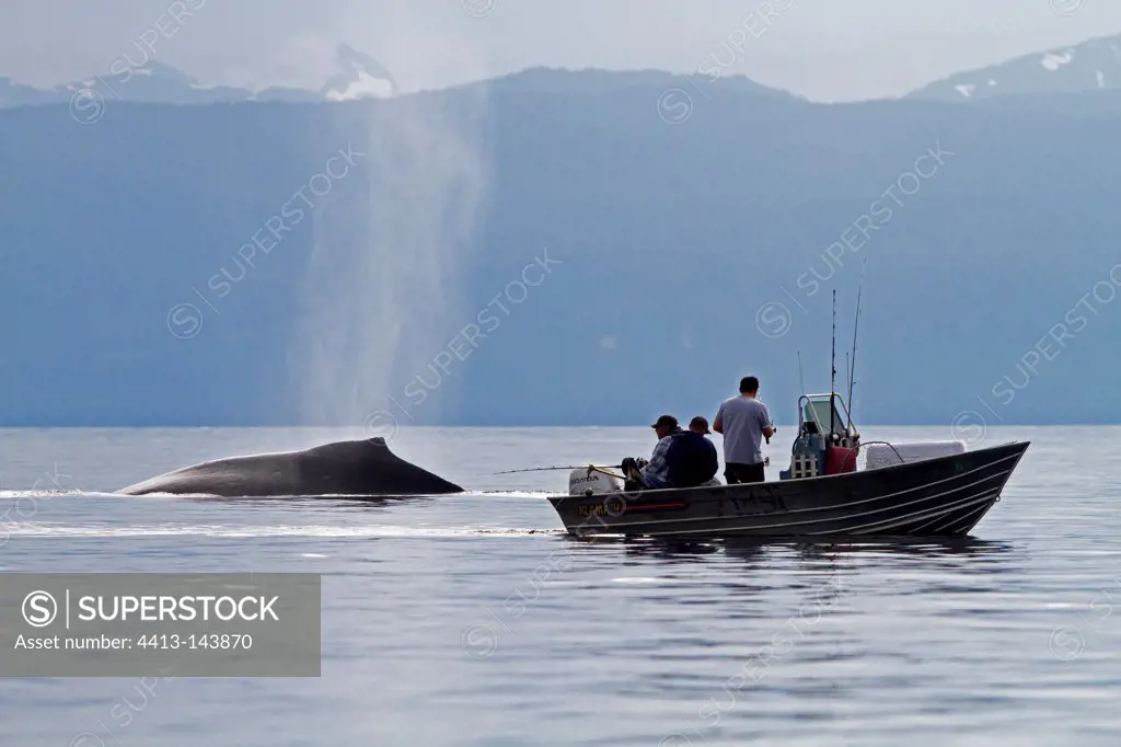 Humpback whale blowing Alaska