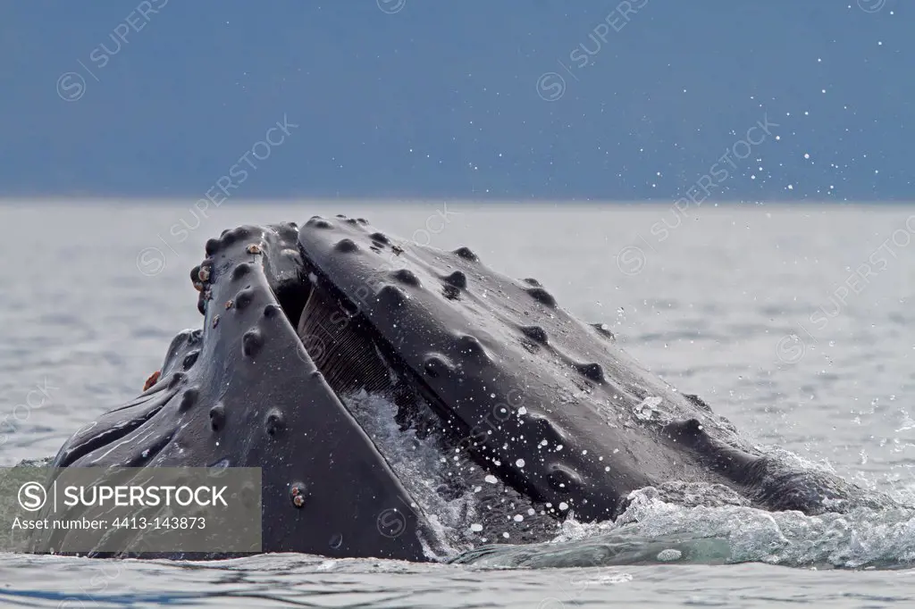 Humpback whale in surface feeding South west Alaska