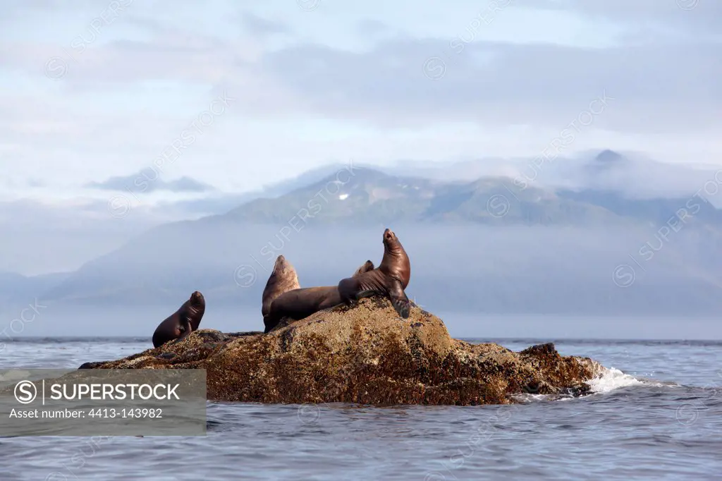 Steller Sea Lion on a rock in the south west Alaska