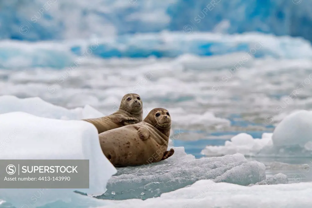 Harbour Seal resting on piece of ice