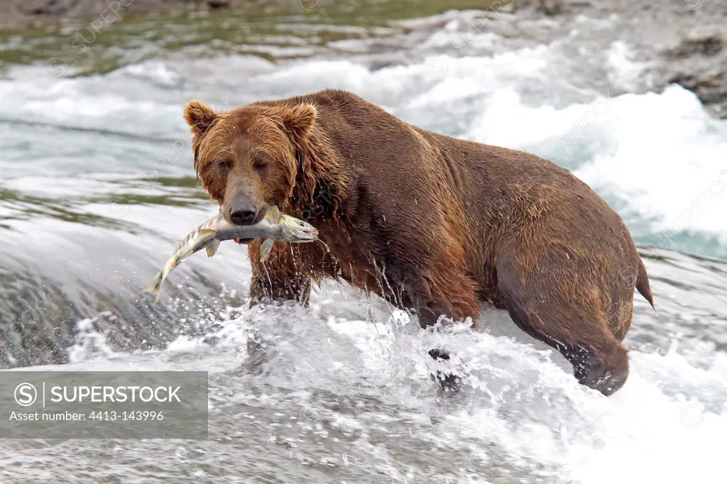 Grizzly holding a chum salmon in the mouth Alaska