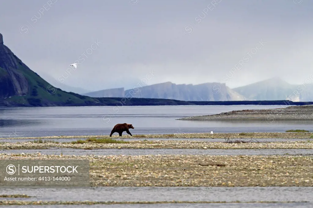 Grizzly Silhouette along the McNeil River in Alaska