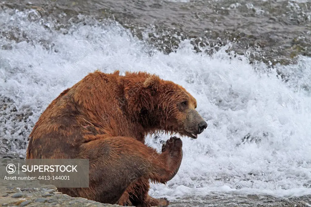 Grizzly along the McNeil River in Alaska