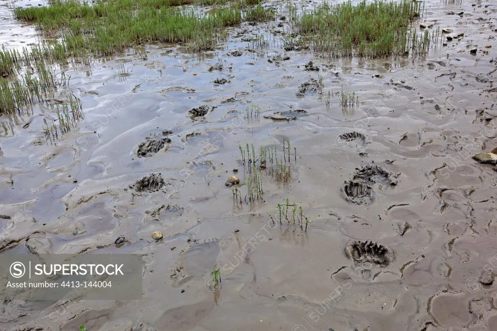Grizzly footprints in the mud in Alaska