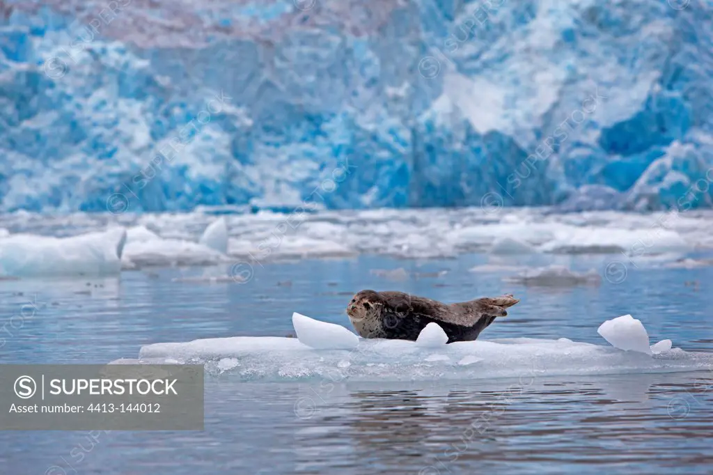 Harbour Seal n piece of ice Sawyer Glacier Alaska