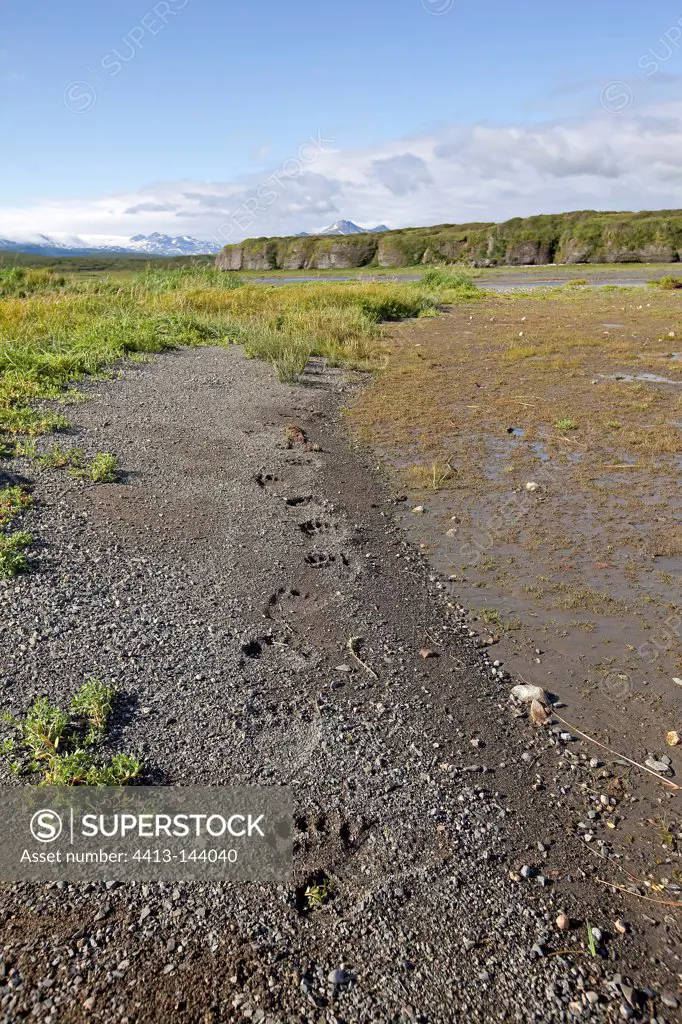 Grizzly paw prints in the mud in Alaska