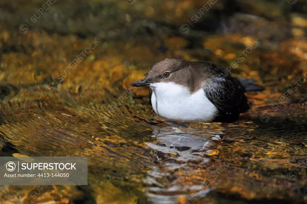 White-throated Dipper resting Chartreuse France