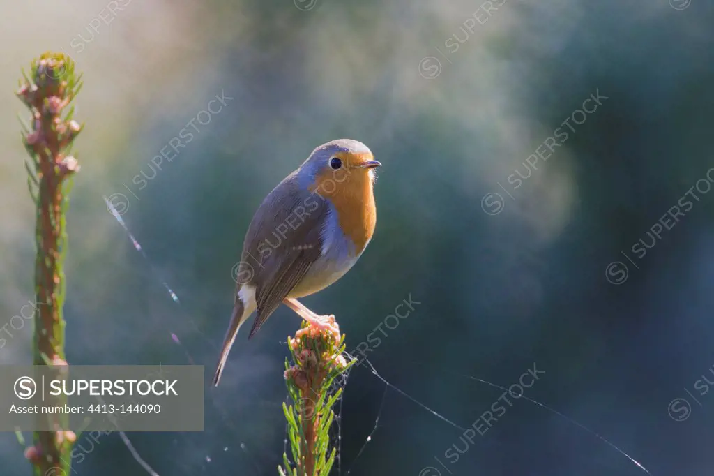 European Robin in the mist Bussang Vosges France