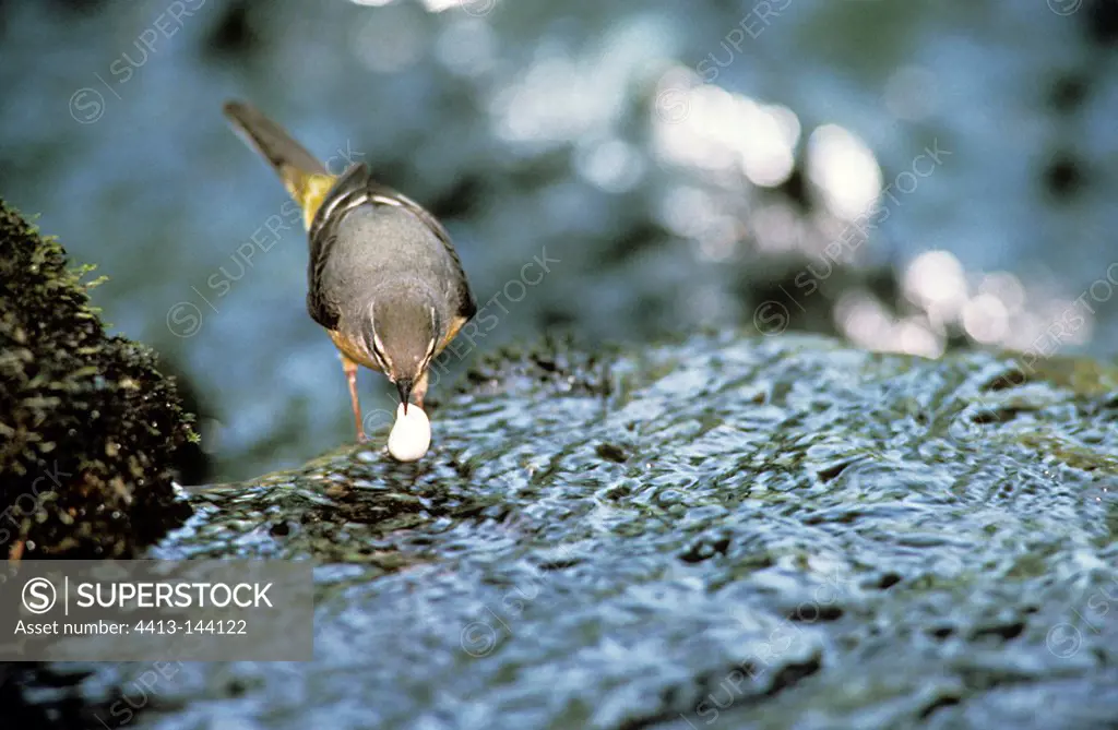 Grey Wagtail throwing a fecal sac in the water stream France