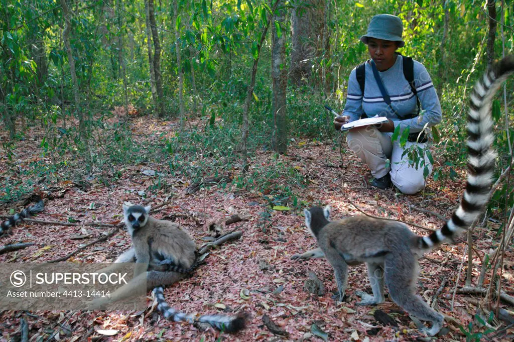 Researcher studied the impact of Monval on Lemurs Berenty