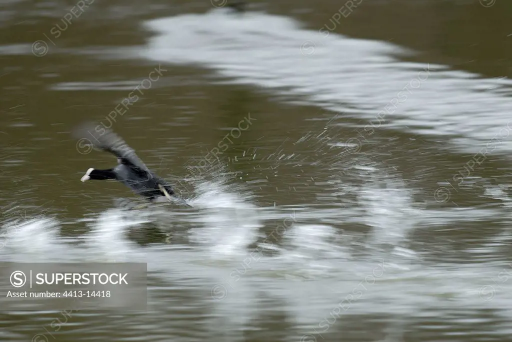 Common coot flying away of the pond of Meudon