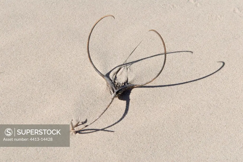 Scratch devil in the dunes of bay of Balandra