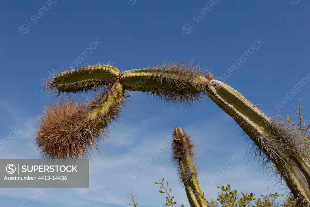 Portrait of a bearded Cactus on Isla Coronado