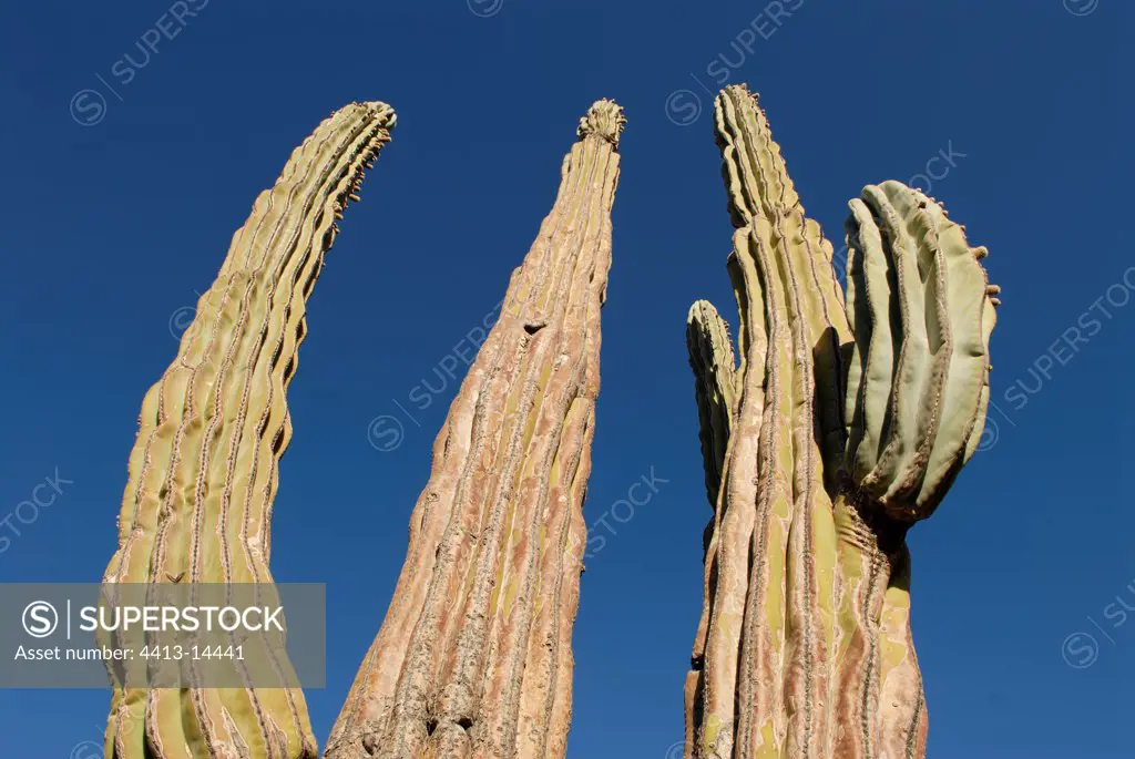Portrait of a Cardon Cactus rising towards the blue sky