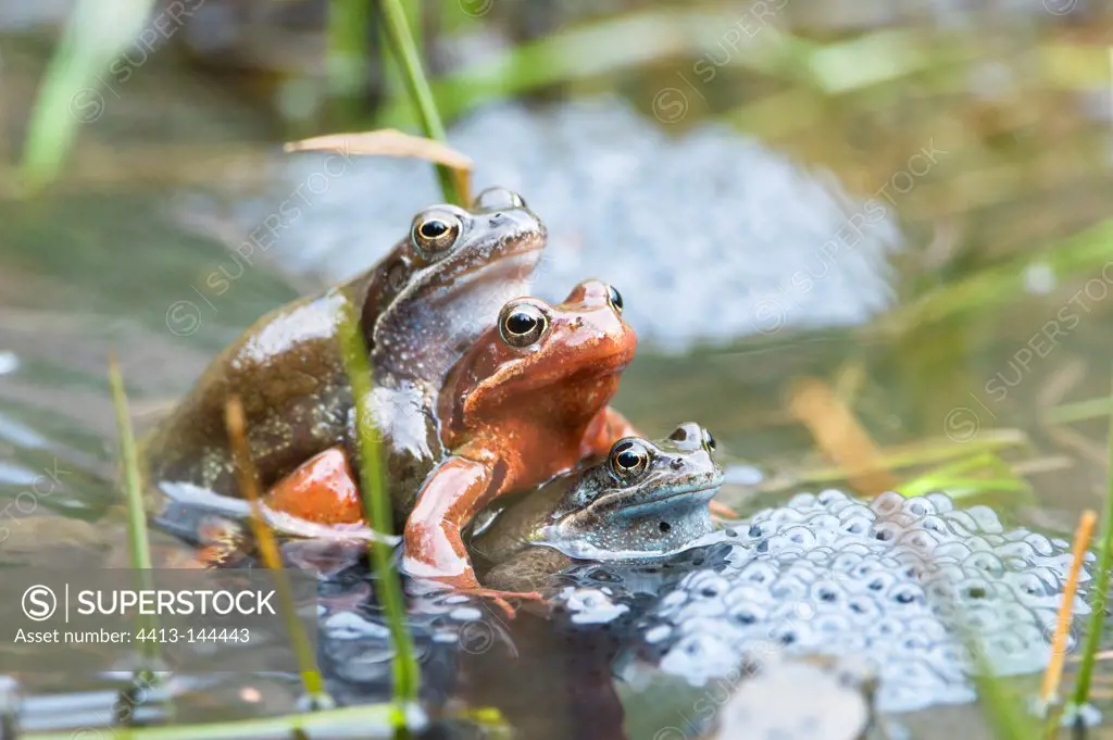 European Frogs mating in lake Jura France