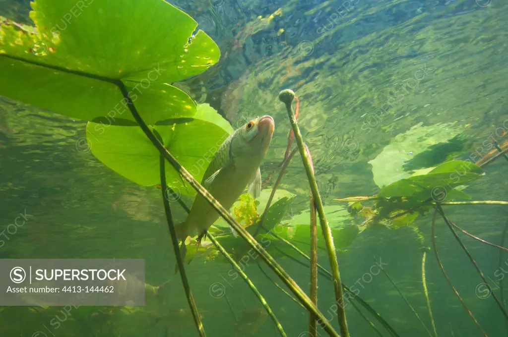 Rudd under the Water lilies in a lake Jura France