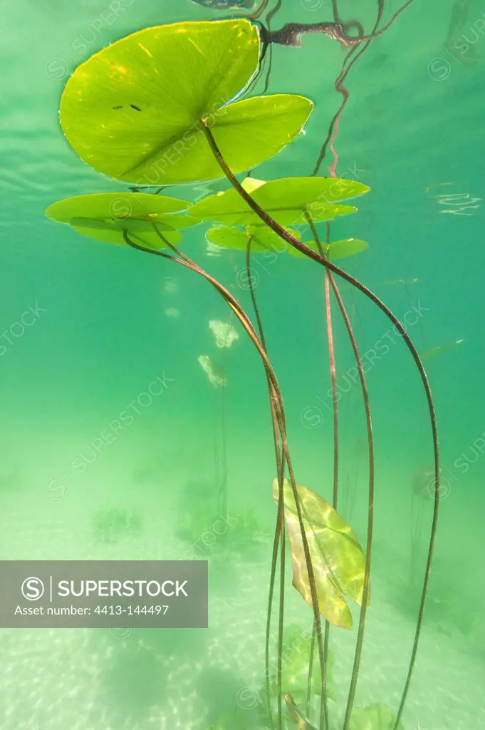 Water lily leaves on the surface of a lake Jura France