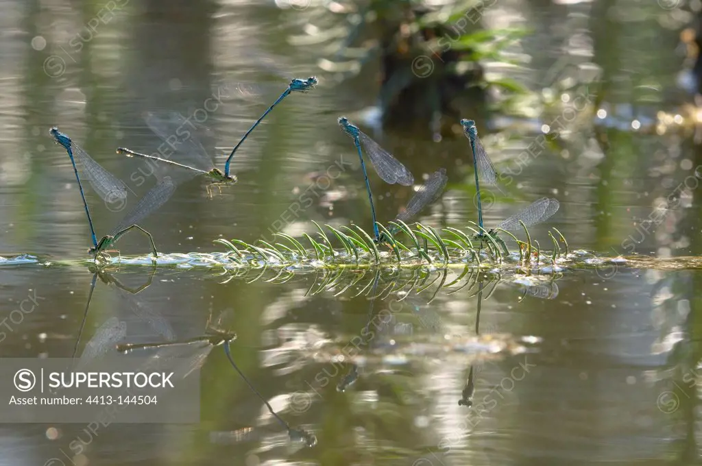 Damselflies mating and nesting on a lake Jura France