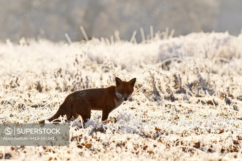 Red fox standing in a snowy & frosty meadow GB