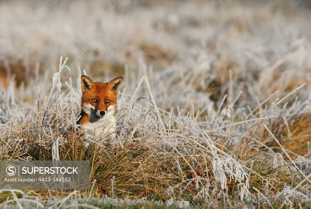 Red fox sitting in a frosty meadow in winter GB