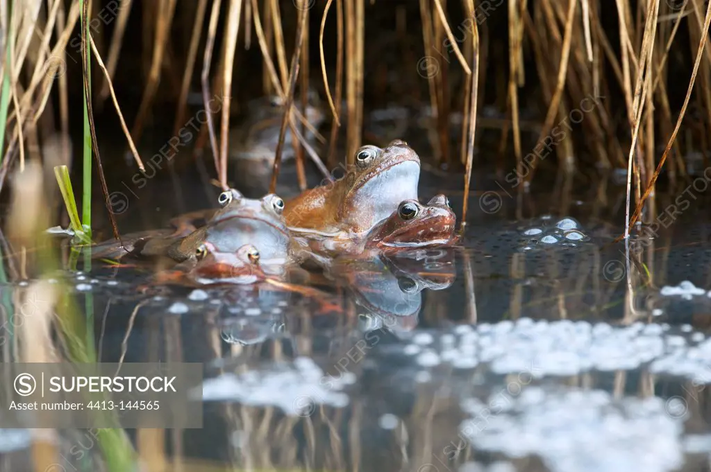 Frogs mating in red lake Jura France