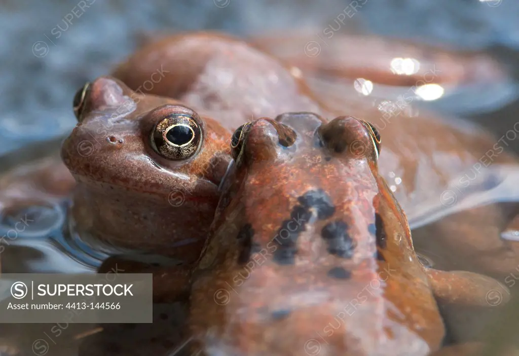 Frogs couple in a lake Jura France