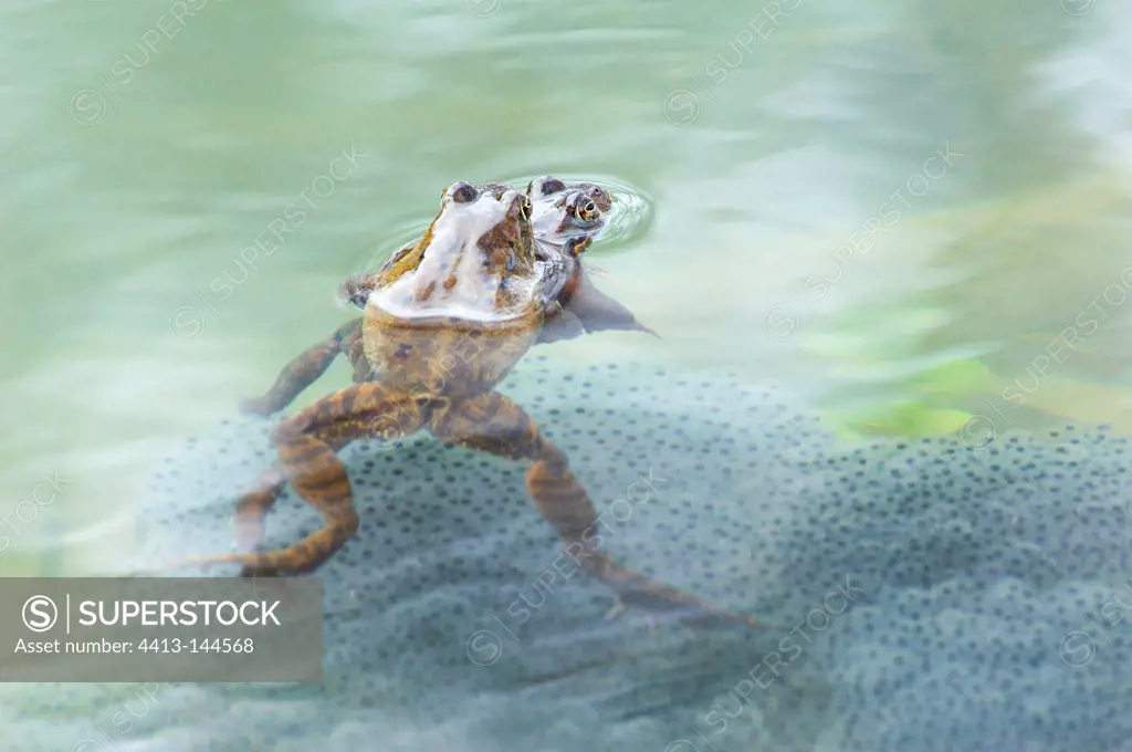 Frogs mating in lake Jura France