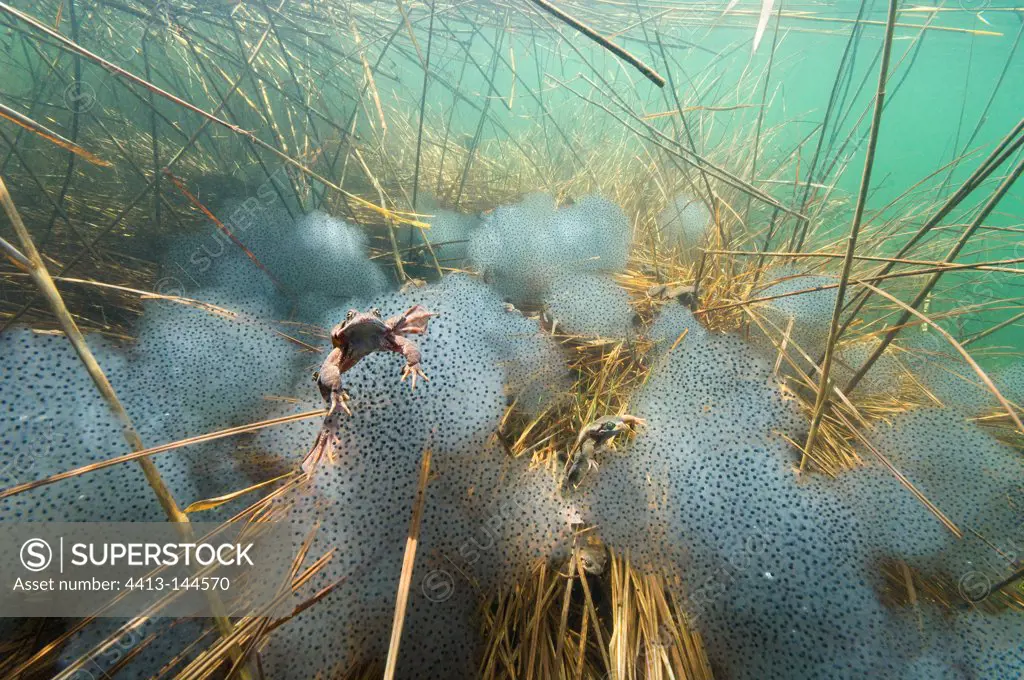 European Frog spawn in a lake and Jura France