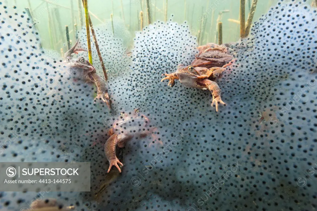 European Frog mating in a lake and eggs Jura France
