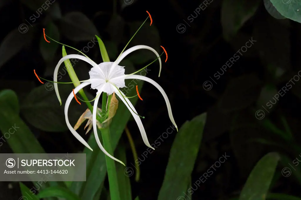Spider lily flower in a botanical garden Var France