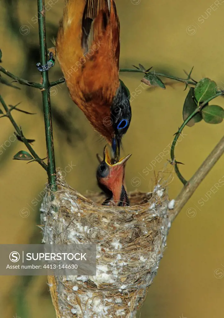 Madagascar Paradise-flycatcher female feeding nestlings