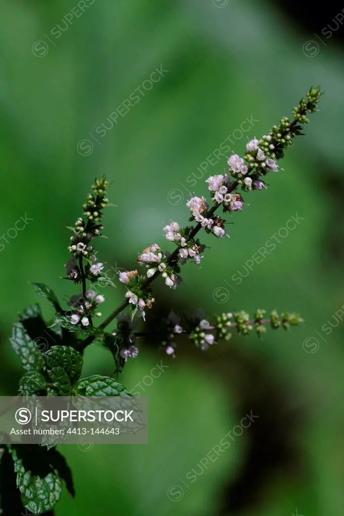 Mint flower in a garden and biological Aveyron France