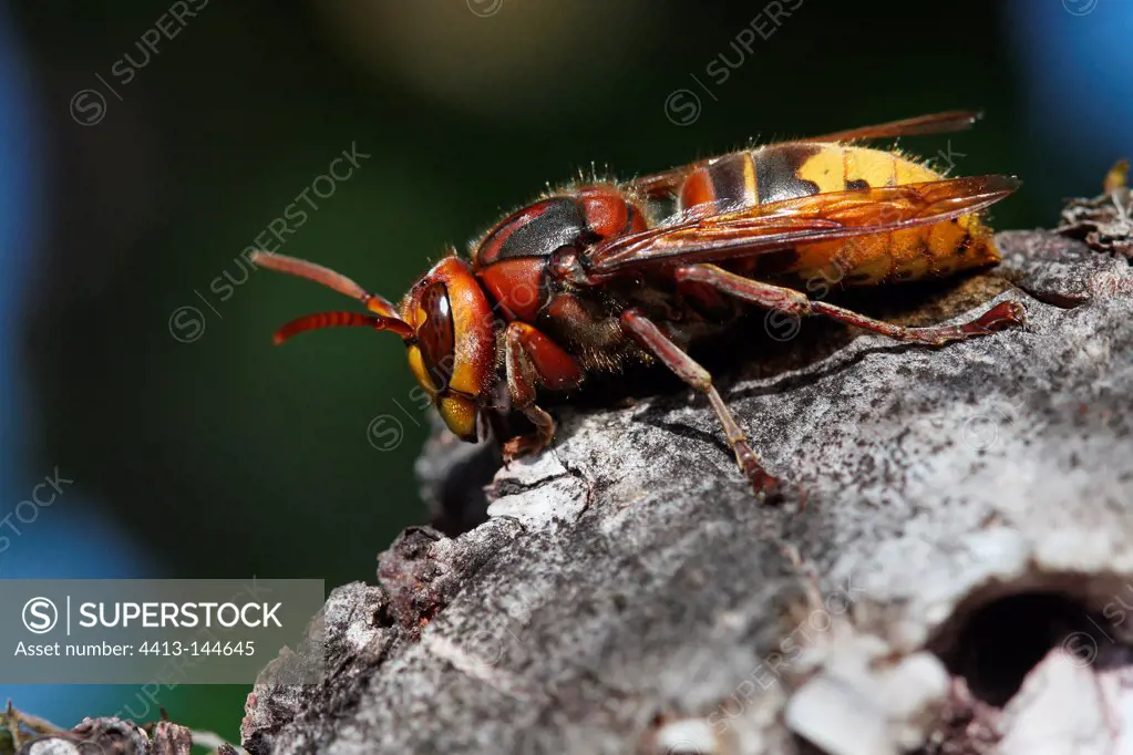European hornet making her toilet on a stump in summer