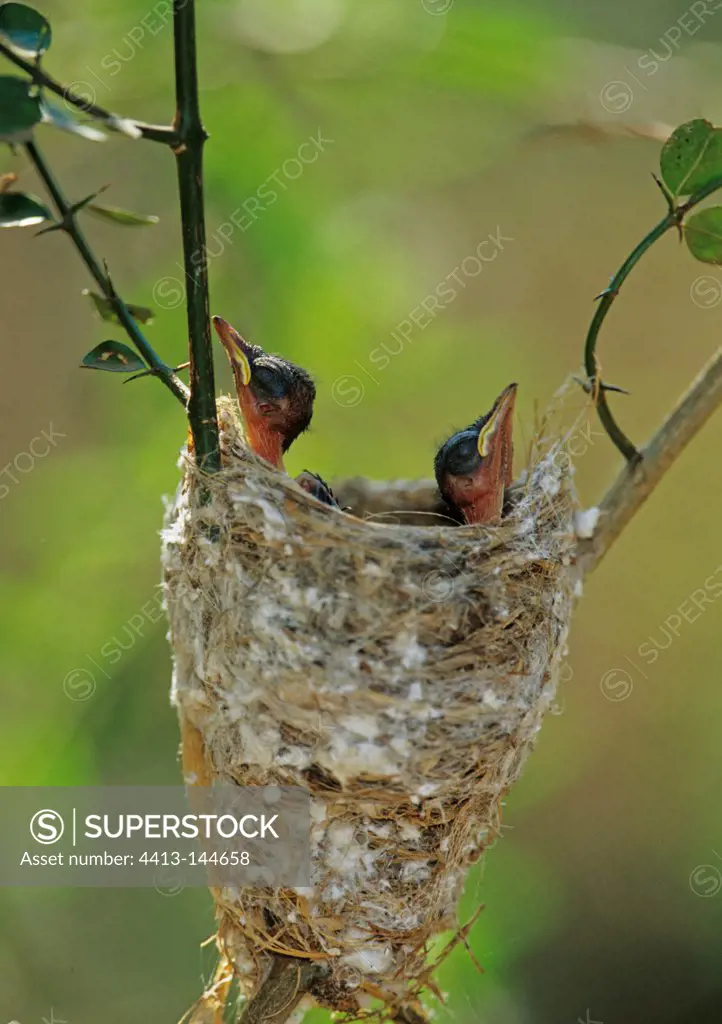 Madagascar Paradise-flycatcher nestlings waiting in nest