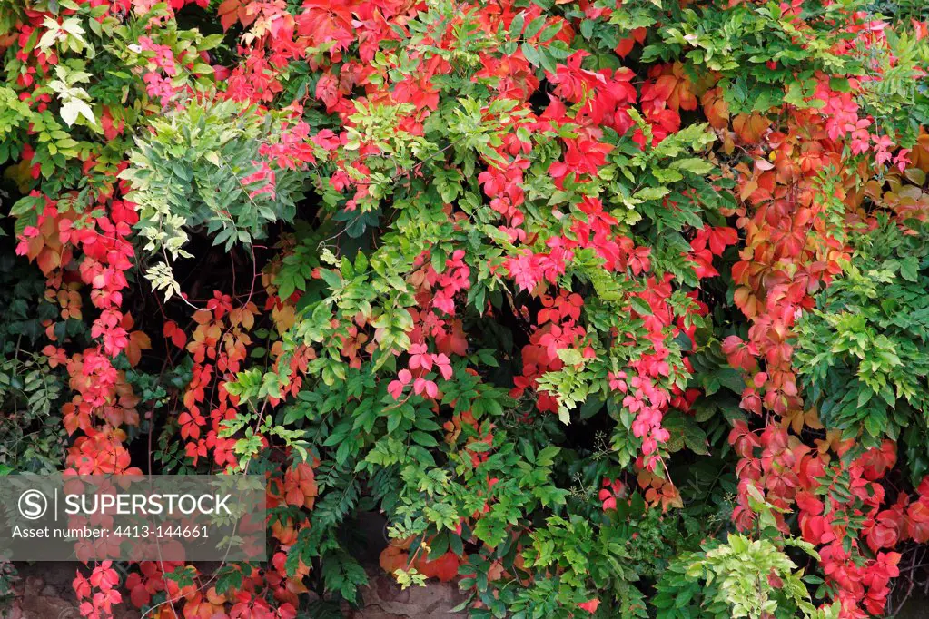 Virginia Creeper and Japanese Wisteria in autumn France